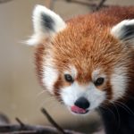 Visit Akron Zoo's new animals for FREE on President's Day